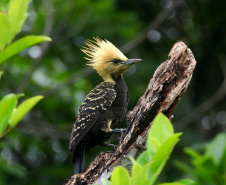 Ação científica de observação de aves vai ocorrer em 9 Unidades de Conservação do Paraná