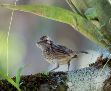 Ação científica de observação de aves vai ocorrer em 9 Unidades de Conservação do Paraná