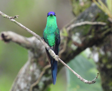Ação científica de observação de aves vai ocorrer em 9 Unidades de Conservação do Paraná