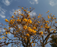 SESA ORIENTA ALERGIAS PRIMAVERA