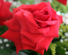 flores