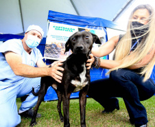 Programa Castrapet Paraná será retomado em novembro com o atendimento de mais de 35 mil animais, entre cães e gatos