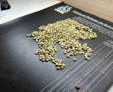 Concurso Café Qualidade Paraná dá início ao julgamento dos lotes inscritos