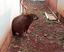Após passar por tratamento veterinário, capivara voltou para a natureza nesta quarta-feira (9)