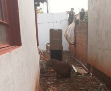 Após passar por tratamento veterinário, capivara voltou para a natureza nesta quarta-feira (9)