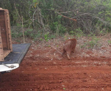 Após passar por tratamento veterinário, capivara voltou para a natureza nesta quarta-feira (9)