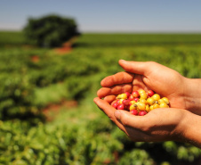 Mesmo com menor produção, café garante mais rendimento ao produtor