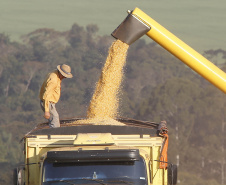 Produtores de milho paranaenses têm melhor remuneração