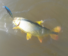 Reserva para pesca do Rio Ivaí movimenta economia e ajuda a preservar o meio ambiente ao longo de 27 municípios do Paraná