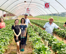 Treino visita para o cultivo de morango dá bons resultados na Região Metropolitana de Curitiba
