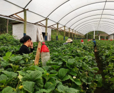 Treino visita para o cultivo de morango dá bons resultados na Região Metropolitana de Curitiba