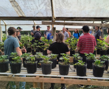 Treino visita para o cultivo de morango dá bons resultados na Região Metropolitana de Curitiba
