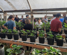 Treino visita para o cultivo de morango dá bons resultados na Região Metropolitana de Curitiba