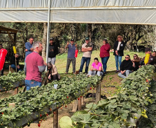 Treino visita para o cultivo de morango dá bons resultados na Região Metropolitana de Curitiba