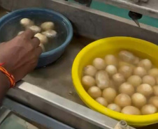 Paraná firma parceria com associação indiana para desenvolvimento da sericultura