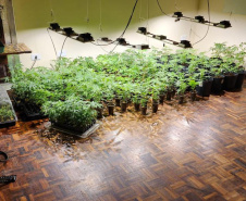APREENSÃO MACONHA