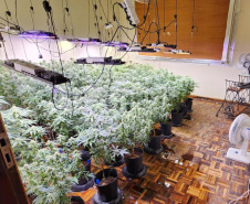 APREENSÃO MACONHA