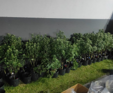APREENSÃO MACONHA