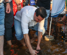 Novo ciclo do projeto Rio Vivo vai soltar 2,6 milhões de peixes nativos nas bacias do Paraná a partir deste mês