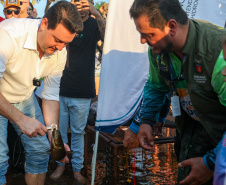 Novo ciclo do projeto Rio Vivo vai soltar 2,6 milhões de peixes nativos nas bacias do Paraná a partir deste mês