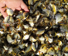 Novo ciclo do Rio Vivo vai soltar 2,6 milhões de peixes nativos nas bacias do Paraná
