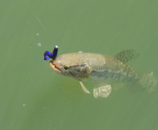 Novo ciclo do Rio Vivo vai soltar 2,6 milhões de peixes nativos nas bacias do Paraná