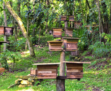 IAT POLINIZA PARANÁ