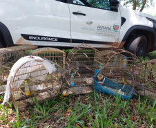 Regional do IAT em Umuarama apreendeu 14 pássaros criados de maneira irregular em Cruzeiro do Oeste, no Noroeste do Paraná
