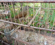 Regional do IAT em Umuarama apreendeu 14 pássaros criados de maneira irregular em Cruzeiro do Oeste, no Noroeste do Paraná
