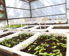 Paraná Mais Verde versão 2025 terá o início da reestruturação dos viveiros e laboratórios de sementes administrados pelo IAT