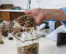 Paraná Mais Verde versão 2025 terá o início da reestruturação dos viveiros e laboratórios de sementes administrados pelo IAT