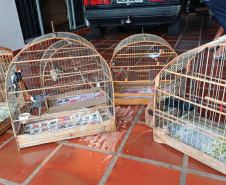  IAT apreendeu 11 pássaros criados de maneira irregular em Umuarama, no Noroeste do Paraná