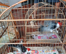  IAT apreendeu 11 pássaros criados de maneira irregular em Umuarama, no Noroeste do Paraná