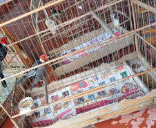  IAT apreendeu 11 pássaros criados de maneira irregular em Umuarama, no Noroeste do Paraná