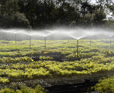 Paraná Mais Verde versão 2025 terá o início da reestruturação dos viveiros e laboratórios de sementes administrados pelo IAT