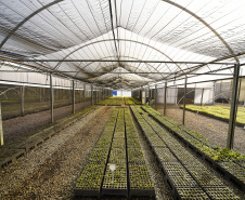 Paraná Mais Verde versão 2025 terá o início da reestruturação dos viveiros e laboratórios de sementes administrados pelo IAT