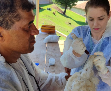 Adapar inicia ciclo de vigilância ativa contra Influenza Aviária e Doença de Newcastle no Paraná
