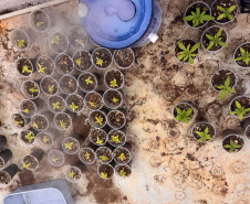 PCPR desmantela esquema para a produção de maconha em Piraquara
