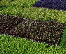 Projeto Renda Agricultor Familiar passa a atender 10 mil pessoas no Paraná