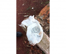 PCPR e PMPR prendem 10 pessoas em flagrante por tráfico durante operação no Oeste do Estado
