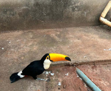 IAT fecha 2024 com 3.735 atendimentos à fauna silvestre no Paraná