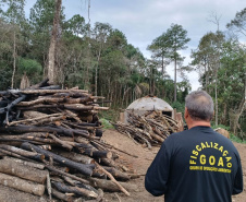 Multa por crimes ambientais cresce 24% no Paraná entre janeiro e novembro de 2024