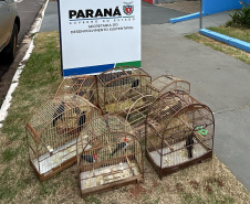 Aves resgatadas foram encaminhadas para o viveiro florestal do IAT de Umuarama.
