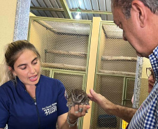 IAT fecha 2024 com 3.735 atendimentos à fauna silvestre no Paraná