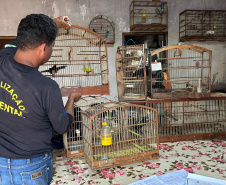 Aves resgatadas foram encaminhadas para o viveiro florestal do IAT de Umuarama.