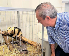 IAT fecha 2024 com 3.735 atendimentos à fauna silvestre no Paraná