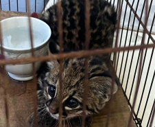 IAT fecha 2024 com 3.735 atendimentos à fauna silvestre no Paraná