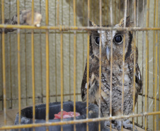 IAT fecha 2024 com 3.735 atendimentos à fauna silvestre no Paraná