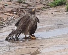 IAT fecha 2024 com 3.735 atendimentos à fauna silvestre no Paraná
