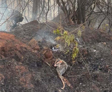 IAT fecha 2024 com 3.735 atendimentos à fauna silvestre no Paraná